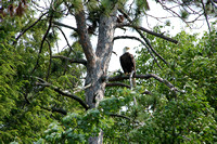 Bald Eagle look out.
