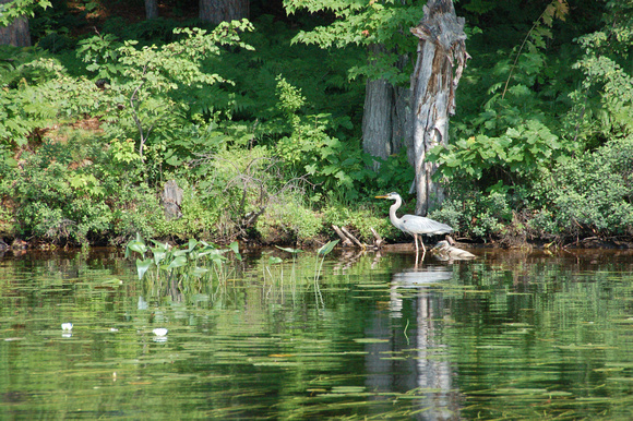 Heron fishing in the shallows.