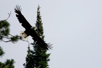 Bald Eagle gliding and looking for lunch