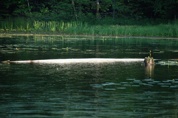 Log floating in the bay