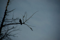 Lone crow watching us.