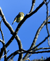 DSC_3441_edited-1 Pine Warbler