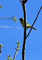 DSC_3426_edited-1 Pine Warbler