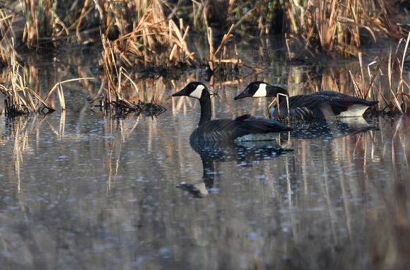 DSC_2670 Ipsen Rd 2 Canadian Geese