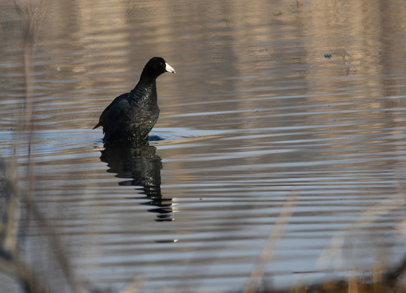 DSC_2834 Ipsen Rd Coot