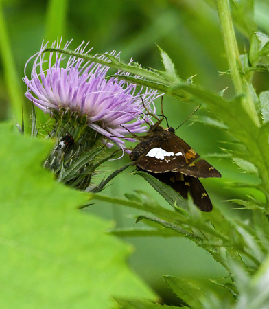 500_1073 Nygren Butterfly_unknown