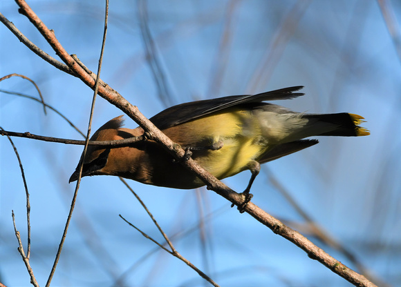 500_0604 Ipsen Rd Wax Wing 002