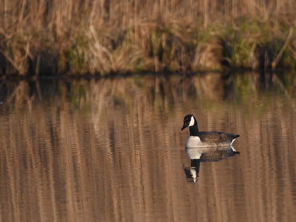 DSC_2655 Ipsen Rd Canadian Goose