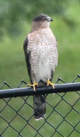 500_2044 Coopers Hawk Rain Backyard