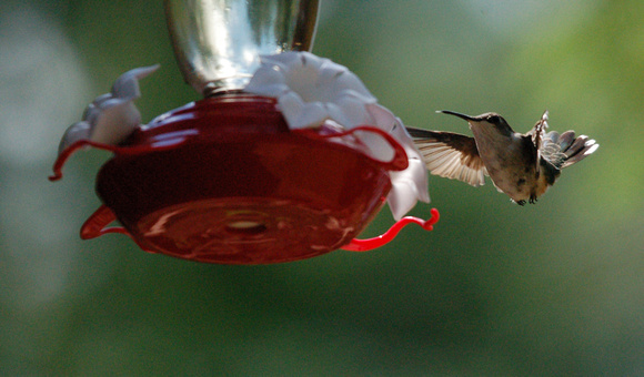 DSC_7745 hummingbird - feeder - hoover