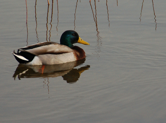 Mallard Duck