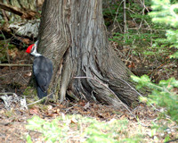 Loons and Pileated
