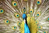 500_3346 Peacock