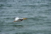 500_3639 White Pelican