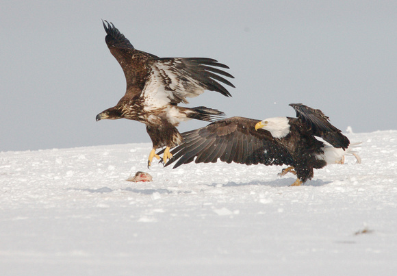 Eagle 1 DSC_6052.jpg