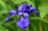 500_3491 Iris