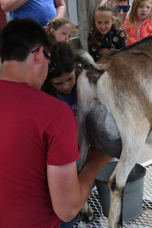 500_3390 Goat Milking Claire