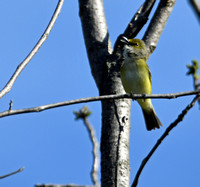 DSC_3433_edited-1 Pine Warbler