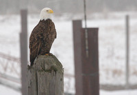 Eagle 3 DSC_5940.jpg