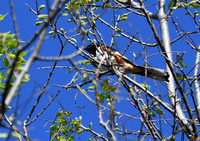 DSC_3409 Edited Eastern Towhee